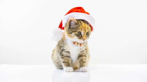 Santa Χριστούγεννα γάτα — Αρχείο Βίντεο