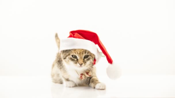 Різдво Санта кішка — стокове відео