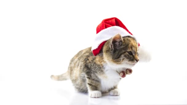 Weihnachtsmann-Katze — Stockvideo