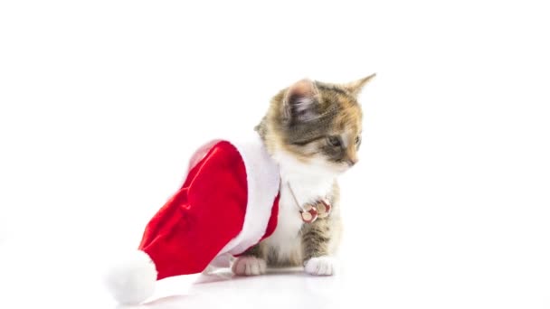 Christmas santa katt — Stockvideo