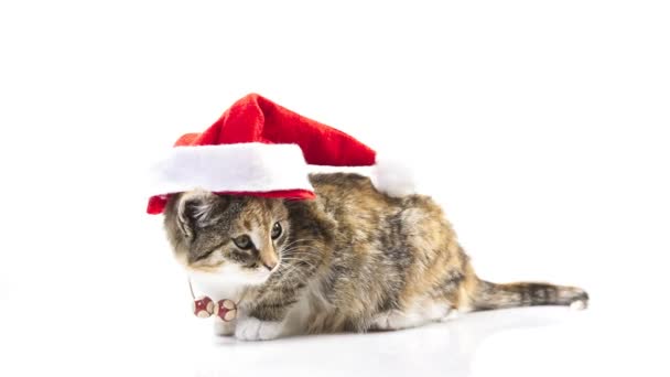 Christmas Santa Cat — Stock Video