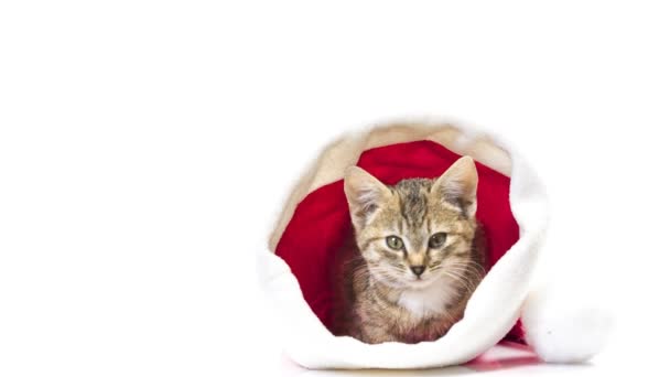 Karácsonyi santa cat — Stock videók