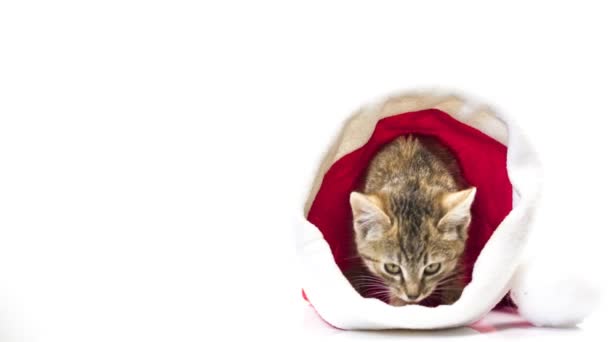 Karácsonyi santa cat — Stock videók