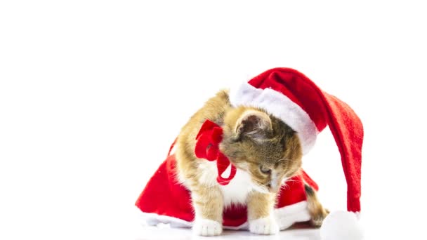 Navidad gato de Santa — Vídeos de Stock