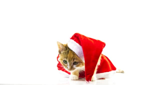 Natal Santa gato — Vídeo de Stock