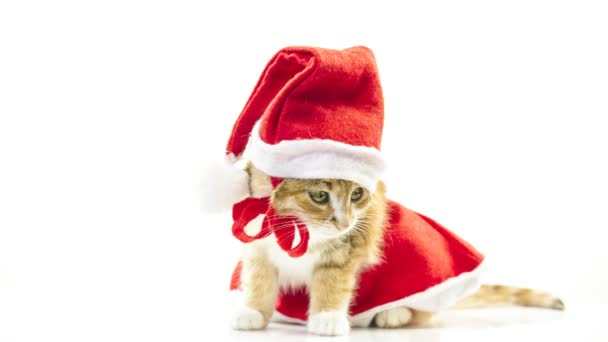 Navidad gato de Santa — Vídeo de stock