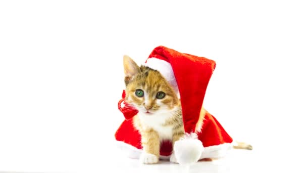 Karácsonyi santa cat — Stock videók