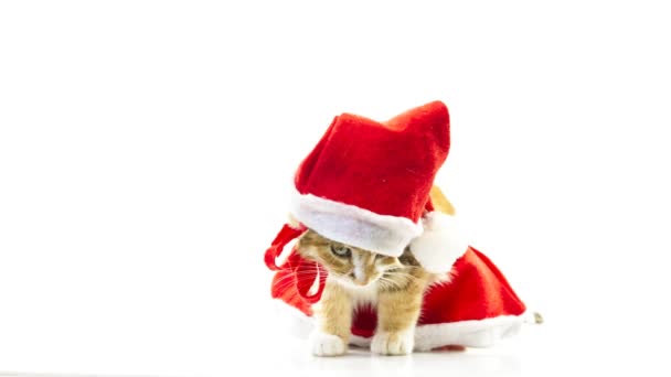 Navidad gato de Santa — Vídeos de Stock