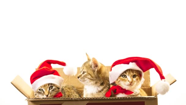 Navidad gato de Santa — Vídeo de stock