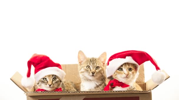Boże Narodzenie santa kot — Wideo stockowe