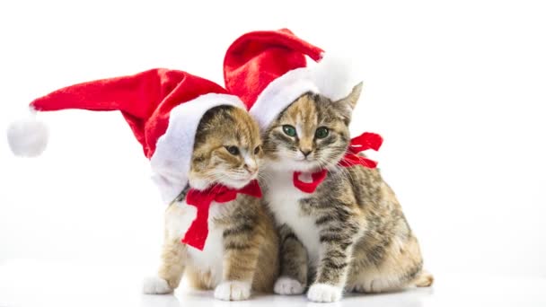 Navidad gato de Santa — Vídeo de stock