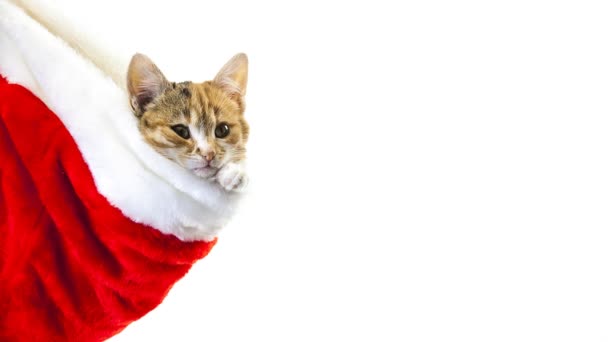 Navidad gato de Santa — Vídeo de stock