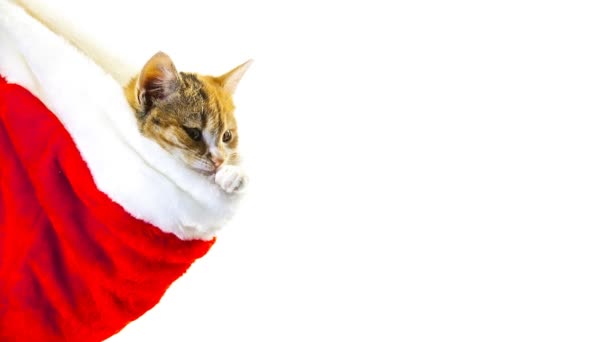 Santa Χριστούγεννα γάτα — Αρχείο Βίντεο