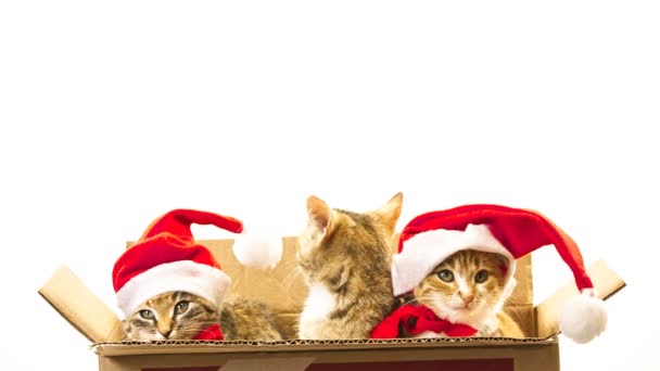 Natale Santa gatto — Video Stock
