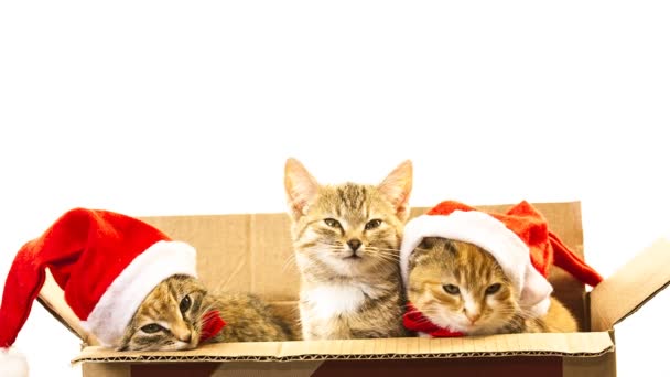 Navidad gato de Santa — Vídeos de Stock