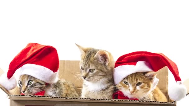 Weihnachtsmann-Katze — Stockvideo