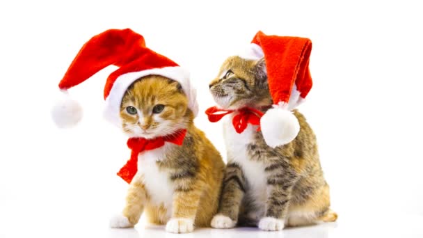 Vánoční santa kočka — Stock video