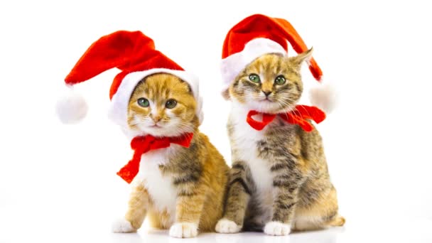 Navidad gato de Santa — Vídeos de Stock