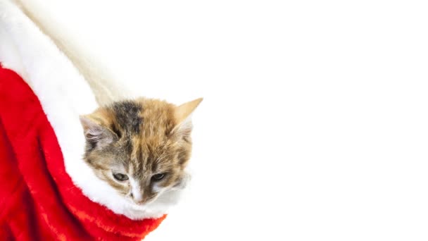 Christmas Santa Cat — Stock Video