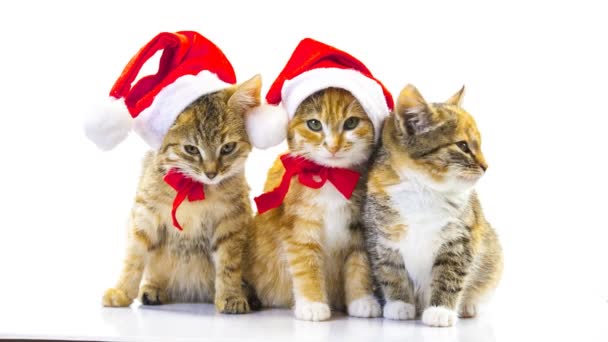 Natale Santa gatto — Video Stock