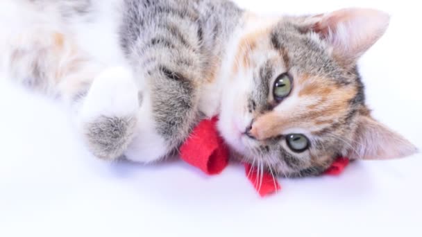 Navidad gato de Santa — Vídeos de Stock