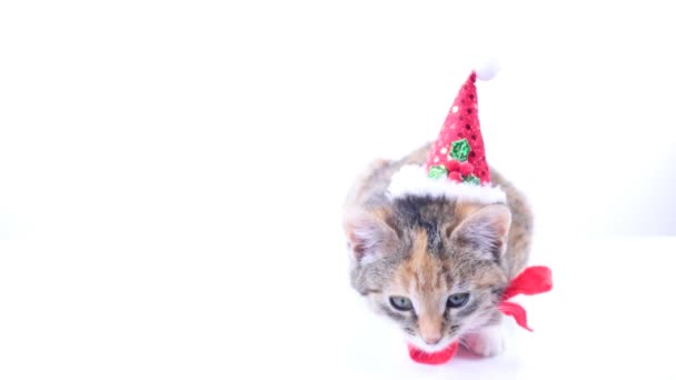 Christmas santa katt — Stockvideo