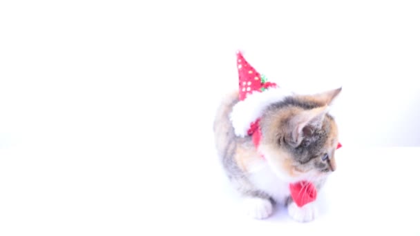 Christmas santa katt — Stockvideo