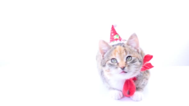 Navidad gato de Santa — Vídeo de stock