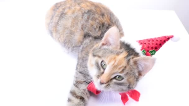 Natale Santa gatto — Video Stock