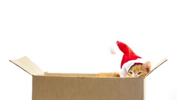Kitten in een doos — Stockvideo