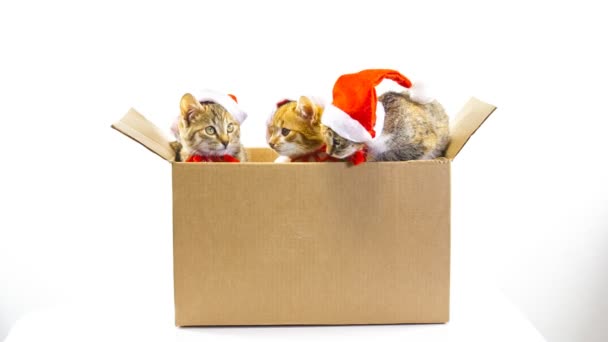 Kitten in een doos — Stockvideo