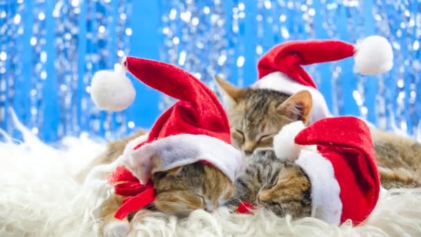 Navidad gato de Santa — Vídeos de Stock