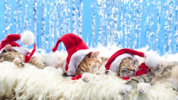 Natale Santa gatto — Video Stock