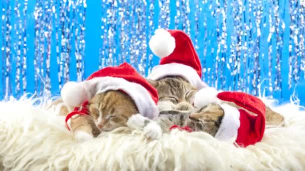 Navidad gato de Santa — Vídeos de Stock