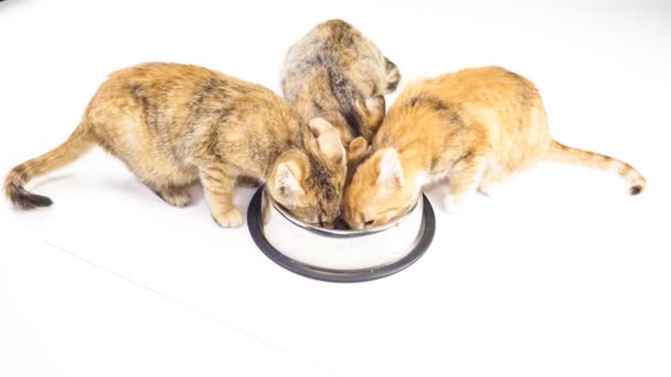 Kitten eet — Stockvideo