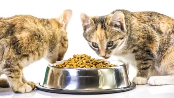 Котенок ест — стоковое видео