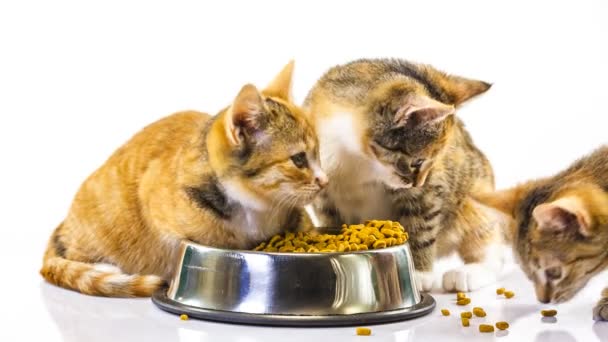 Kitten eet — Stockvideo