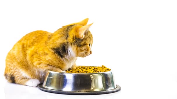 Yavru kedi yiyor — Stok video