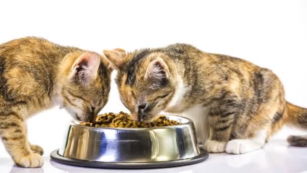Yavru kedi yiyor — Stok video