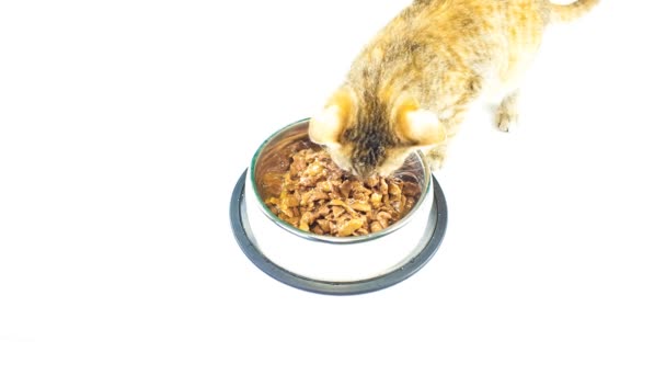 Kitten eet — Stockvideo