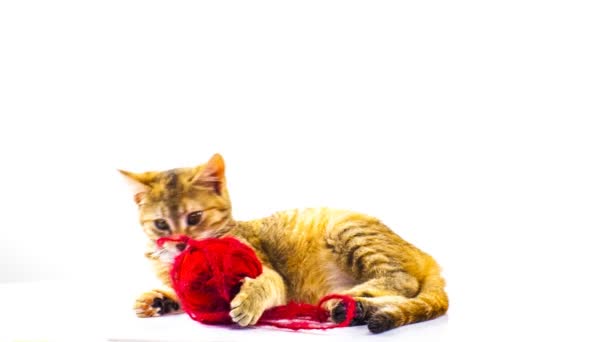 猫玩纱线 — 图库视频影像