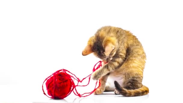 Gato brinca com fios — Vídeo de Stock