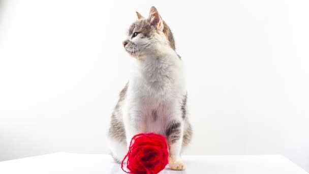 猫と毛糸 — ストック動画