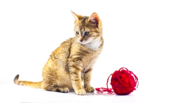 Cat plays with yarn — Stock Video