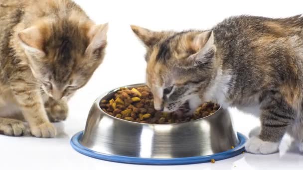 Feeding kittens — Stock Video