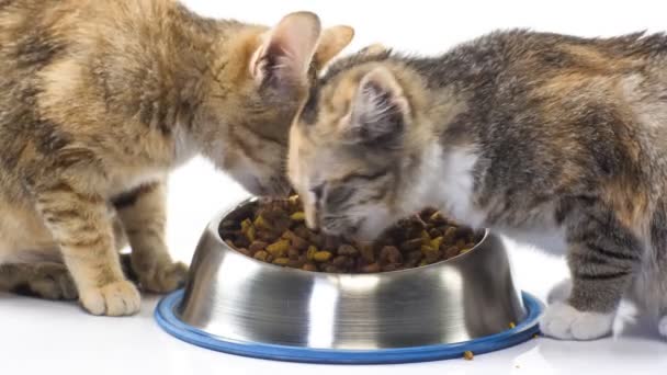 Alimentación de gatitos — Vídeos de Stock