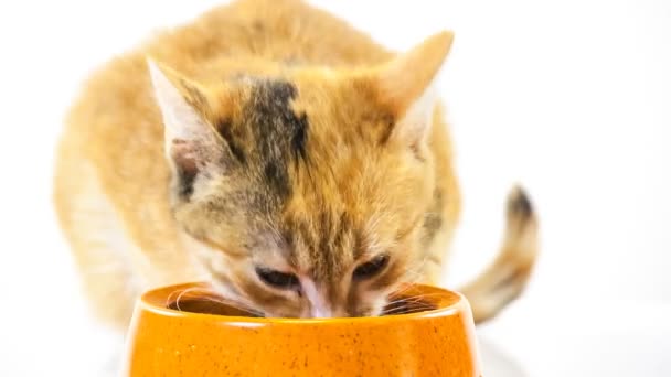 Gatinhos alimentadores — Vídeo de Stock