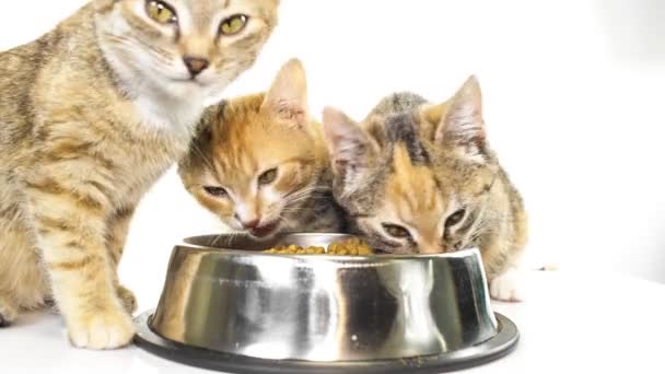 Alimentación de gatitos — Vídeos de Stock