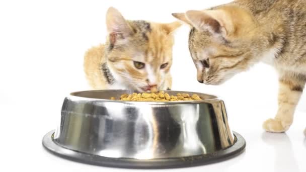 Yavru kedi besleme — Stok video