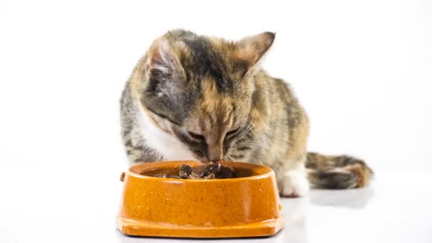 Alimentación de gatitos — Vídeo de stock